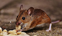 24 Hour & Emergency Exterminators in West Lexington, VA